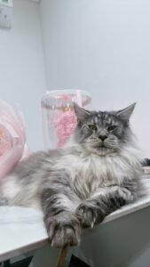 Mình đã tìm được mèo đi lạc