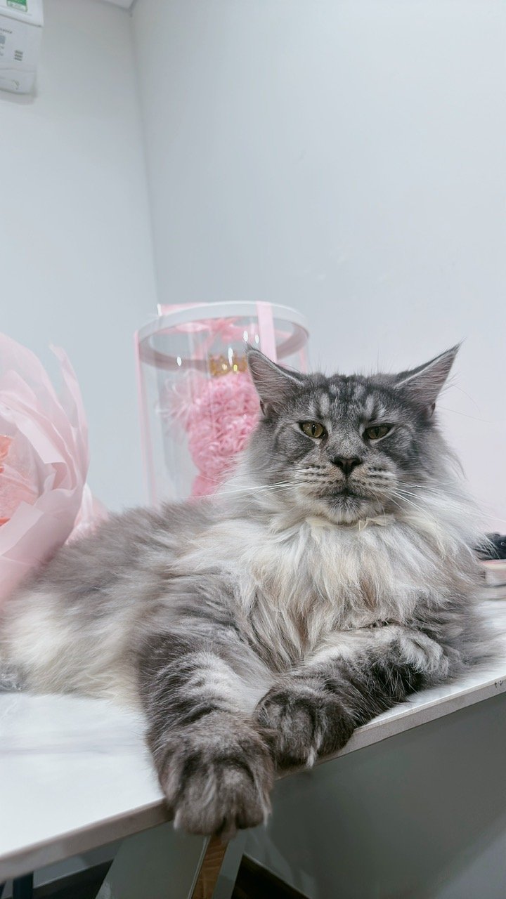 Mình đã tìm được mèo đi lạc